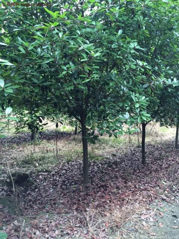 沭陽長景園林基地的紅葉石楠 沭陽長景園林基地的紅葉石楠