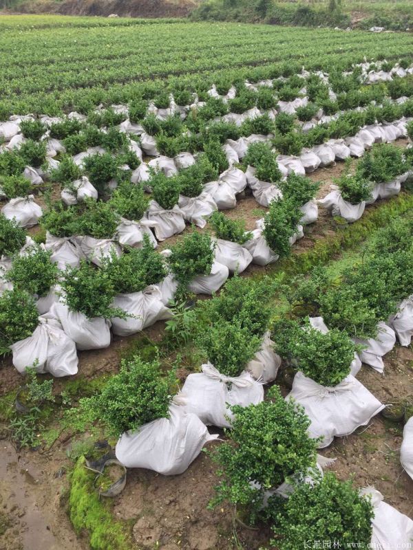 龜甲黃楊球-長景園林