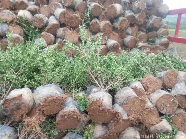 龜甲黃楊球-長景園林