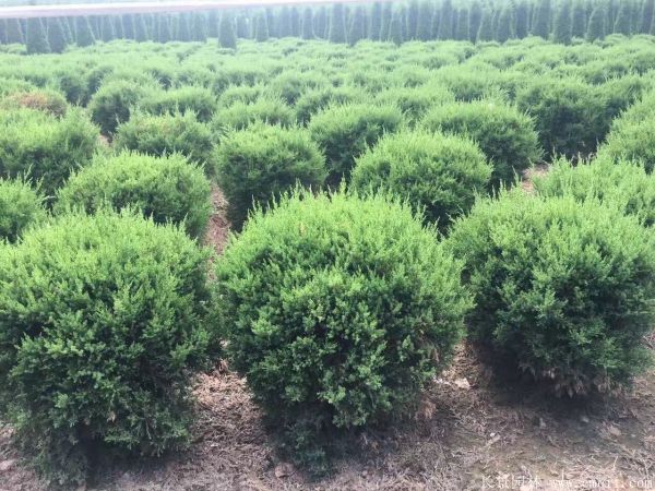 龍柏球-長景園林