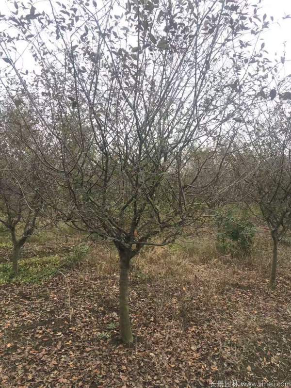 垂絲海棠圖片基地實拍 垂絲海棠圖片基地實拍