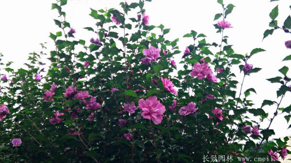 木槿花圖片基地實拍 木槿花圖片基地實拍