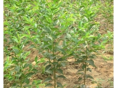 求購櫻花樹苗，選擇一家優(yōu)質(zhì),價(jià)低，誠信高的供