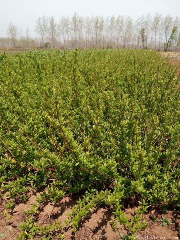 連翹圖片基地實(shí)拍 連翹圖片基地實(shí)拍