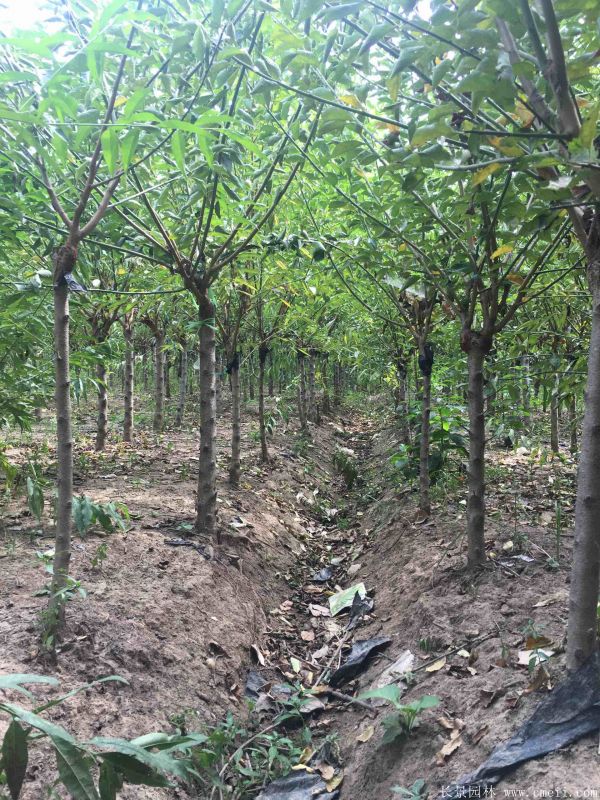 紅梅樹紅梅花圖片基地實(shí)拍