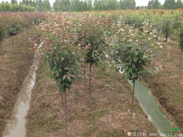 西府海棠圖片基地實拍 西府海棠圖片基地實拍