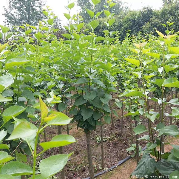 丁香圖片基地實拍 丁香圖片基地實拍