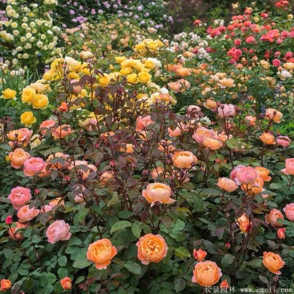 雜種香水月季圖片 雜種香水月季圖片