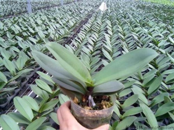 蝴蝶蘭種子發芽小苗圖片