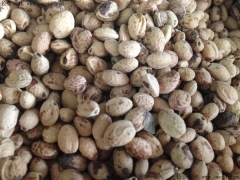 一斤櫻花種子能出多少棵苗？