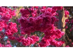 江西可以種植櫻花嗎？