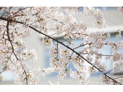 2017年較新櫻花多少錢一棵？