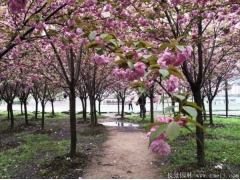 櫻花樹苗8_10公分超低價(jià)，海量現(xiàn)貨，苗圃直銷