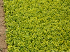 30-40公分高度的金葉女貞苗多少錢一株？