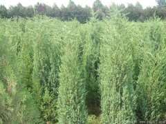 70-80公分刺柏價格多少錢一棵？