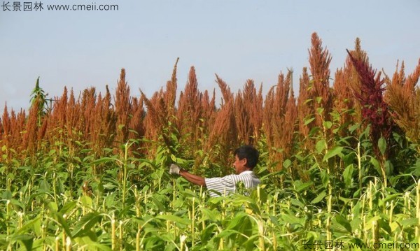 籽粒莧種子基地采收圖片