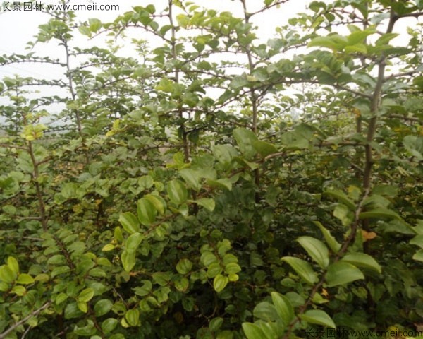 馬甲子種子發(fā)芽出苗圖片