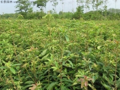 木荷花期是什么時候  多久成熟 管理養護方法