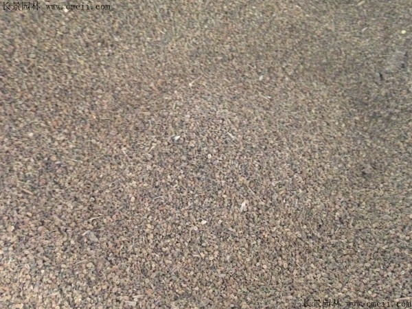 野菊花種子圖片