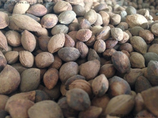 紫葉李種子圖片 紫葉李種子圖片