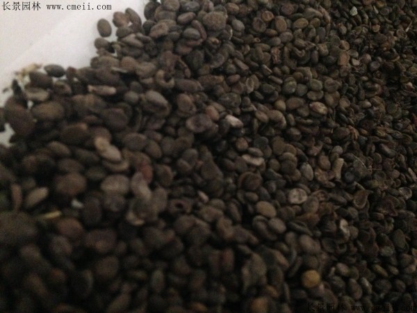 紅花槐種子圖片 紅花槐種子圖片