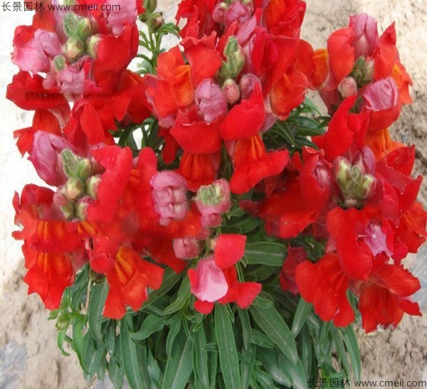 金魚草種子發芽出苗開花圖片 金魚草種子發芽出苗開花圖片