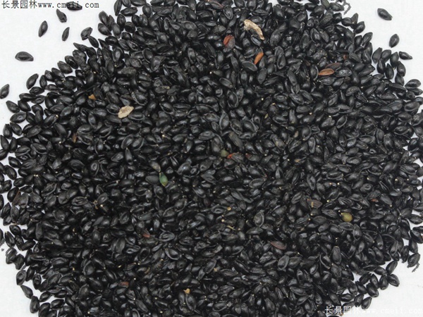 大花耬斗菜種子圖片 大花耬斗菜種子圖片