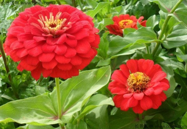 百日草種子發(fā)芽出苗開(kāi)花圖片