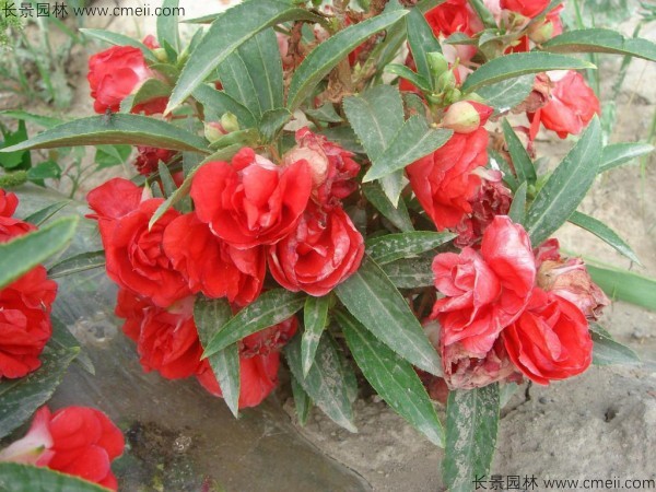 指甲花種子發(fā)芽出苗開(kāi)花圖片