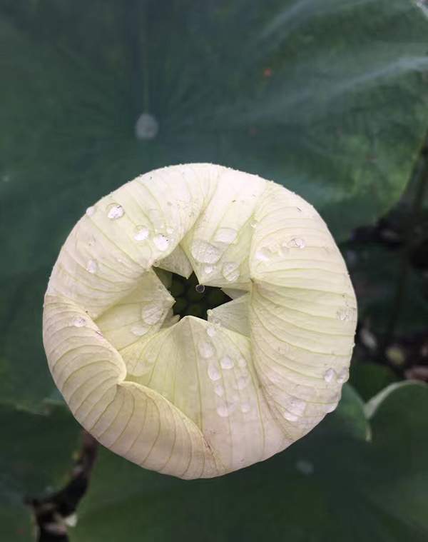 荷花種植基地實拍優質品種類