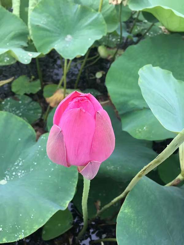 荷花種植基地實拍優質品種類 荷花種植基地實拍優質品種類