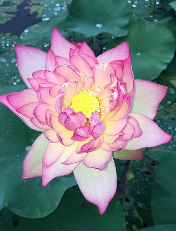 荷花種植基地實拍優質品種類 荷花種植基地實拍優質品種類