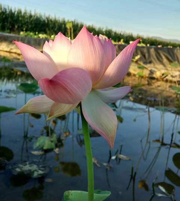 荷花種植基地實拍優質品種類