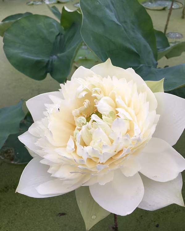 荷花種植基地實拍優質品種類