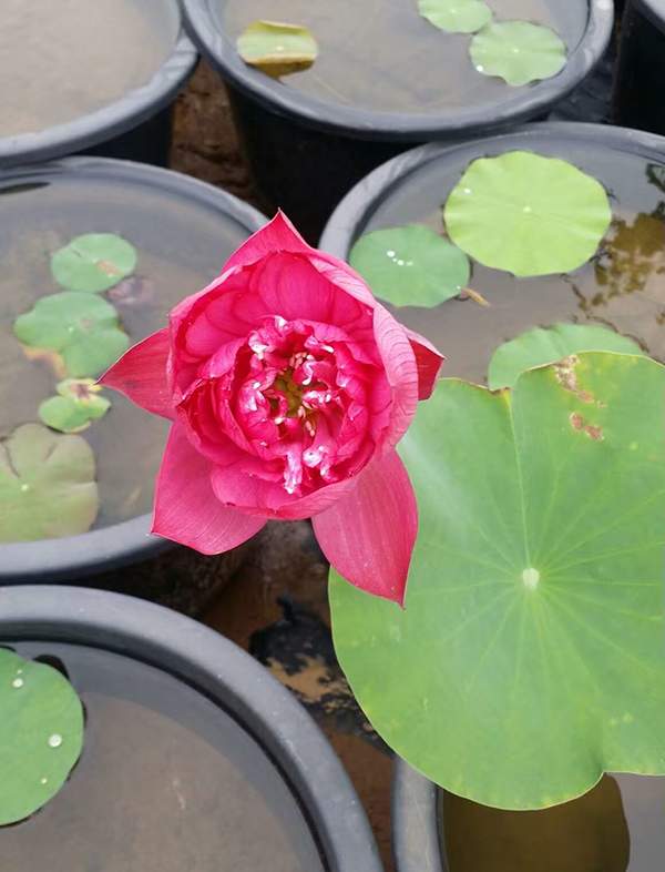 荷花種植基地實拍優質品種類盆栽