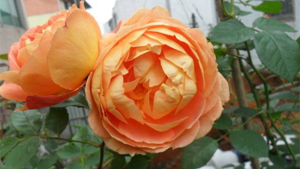 沭陽長(zhǎng)景園林歐月基地