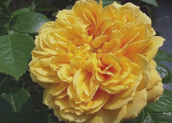 沭陽長(zhǎng)景園林歐月基地