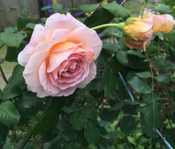 沭陽長(zhǎng)景園林歐月基地