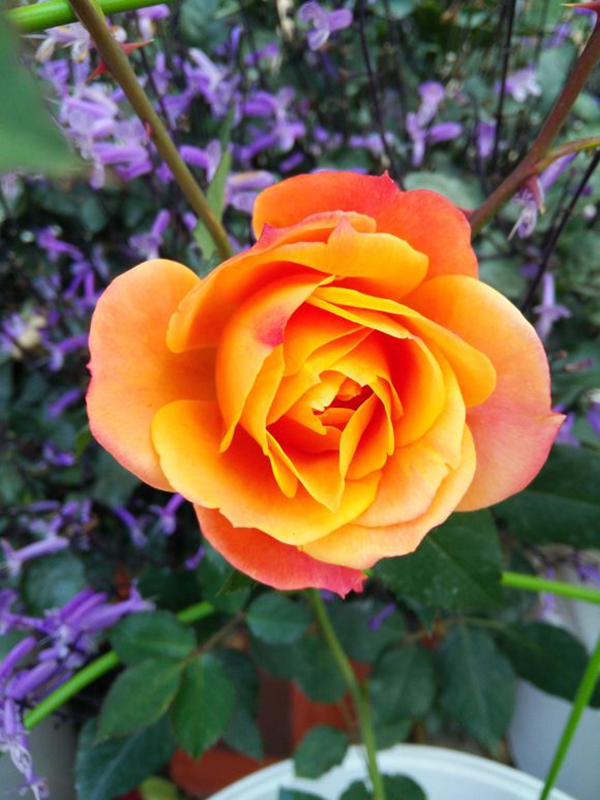 沭陽長(zhǎng)景園林歐月基地