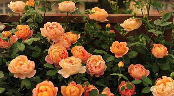 沭陽長(zhǎng)景園林歐月基地