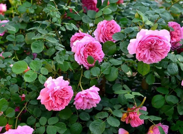 費(fèi)洛倫蒂娜基地圖片