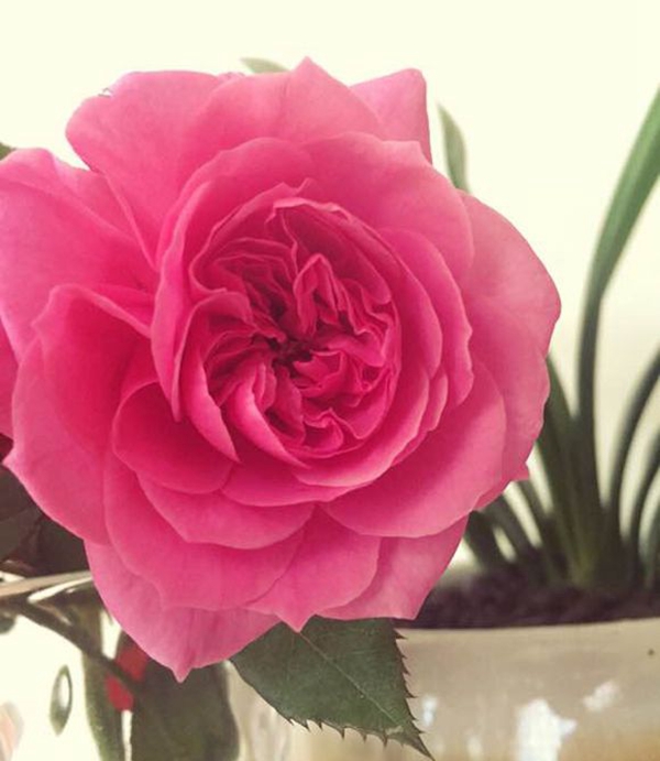 長(zhǎng)景園林大U行圖片