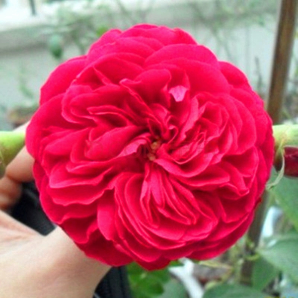 達(dá)芬奇長(zhǎng)景園林圖片