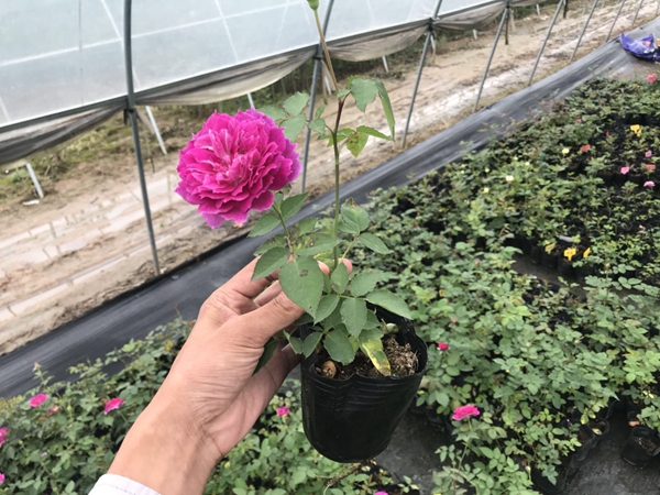 沭陽(yáng)歐月基地