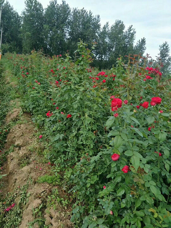 沭陽(yáng)歐月基地