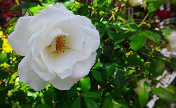 沭陽(yáng)歐月基地