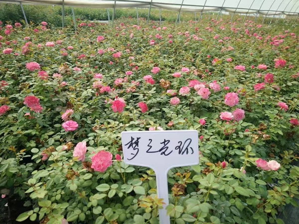 沭陽(yáng)歐月基地