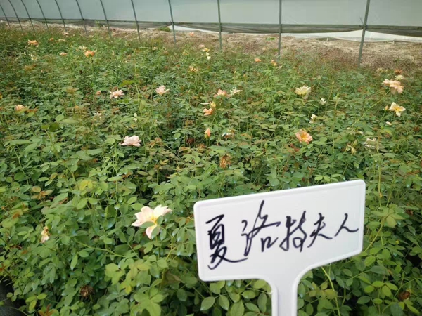 沭陽(yáng)歐月基地