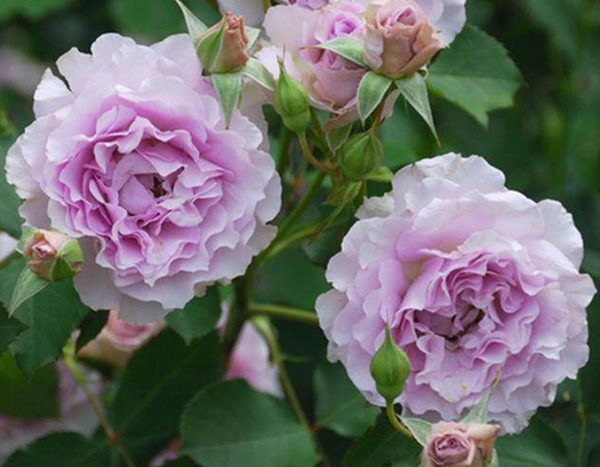 長景園林歐月基地