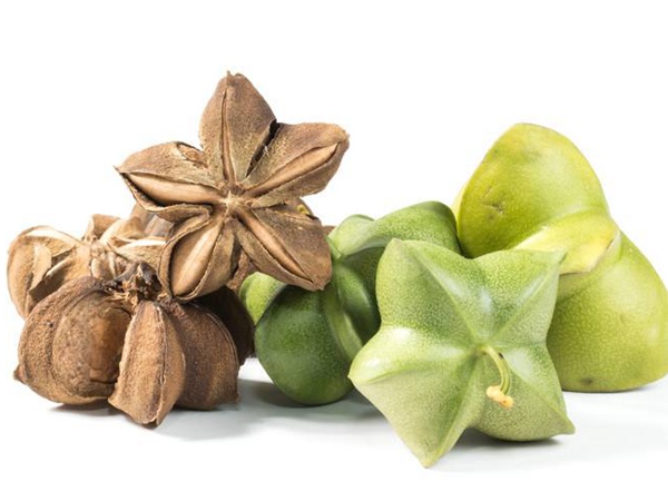 印加果種子多少錢一斤,印加果種子批發(fā)價(jià)格 印加果種子多少錢一斤,印加果種子批發(fā)價(jià)格